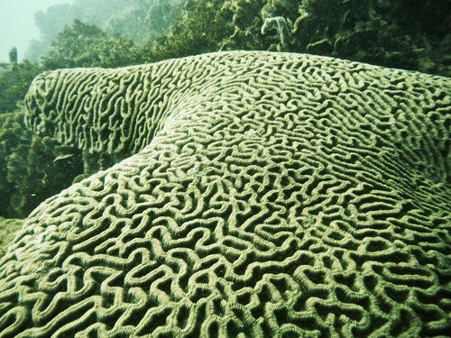 Boulder Brain Coral reference