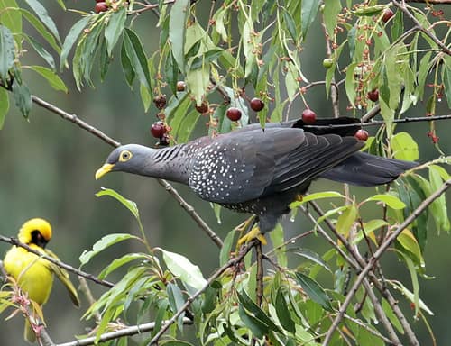 African Olive Pigeon reference