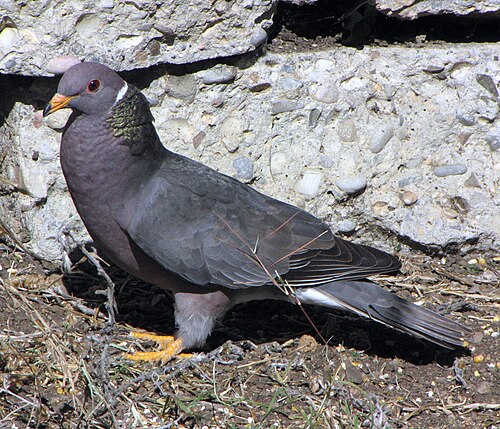 Band-tailed Pigeon reference