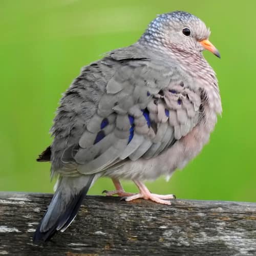 Common Ground Dove reference