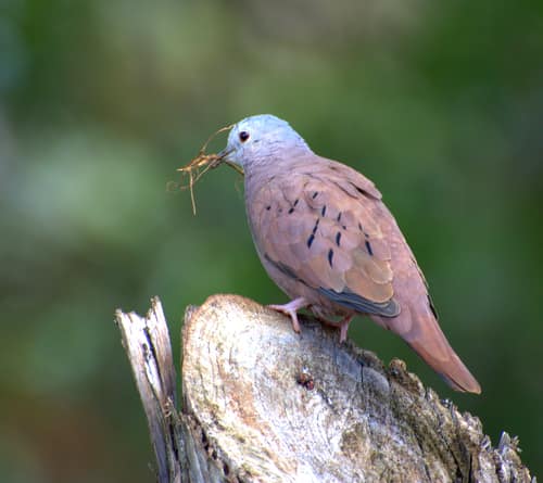 Ruddy Ground Dove reference