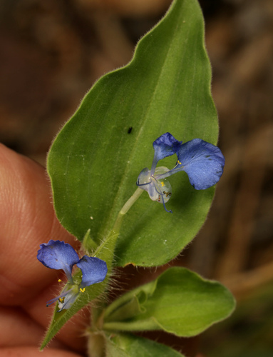 Tropical Spiderwort reference