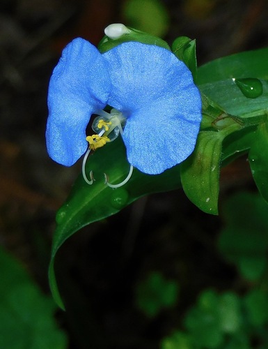 Whitemouth Dayflower reference