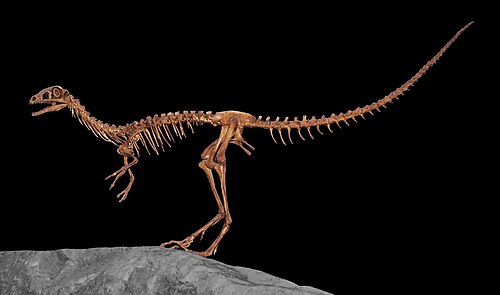 Compsognathus reference