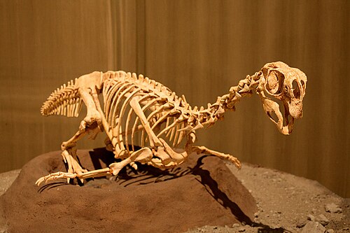 Conchoraptor reference