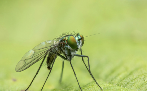 Band-winged Long-legged Fly reference