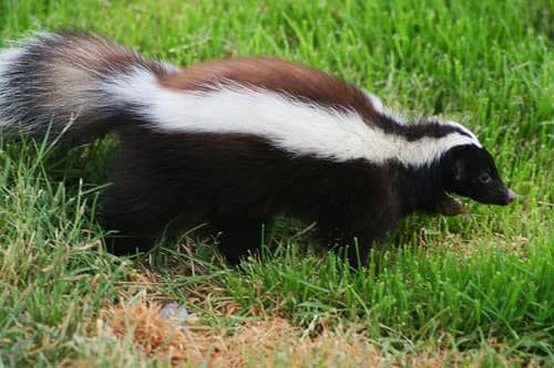 Humboldt's Hog-nosed Skunk reference