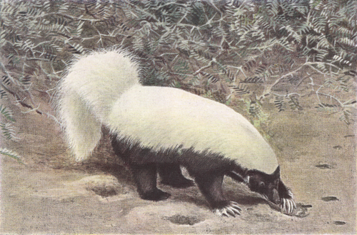 American Hog-nosed Skunk reference