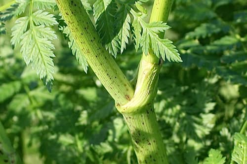 Poison Hemlock reference