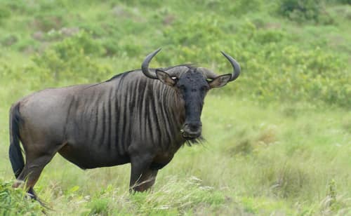 Blue Wildebeest reference
