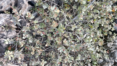 Silver Buttonwood reference