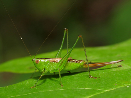 Short-winged Meadow Katydid reference