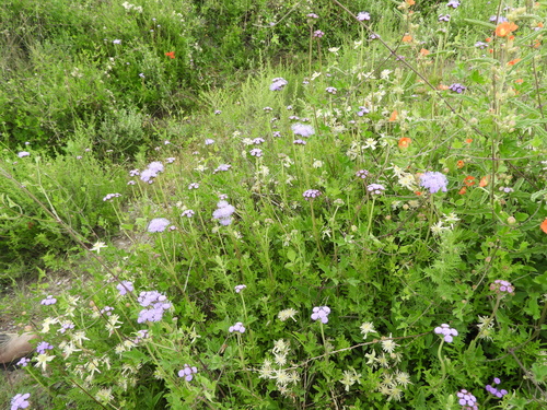 Palmleaf Mistflower reference
