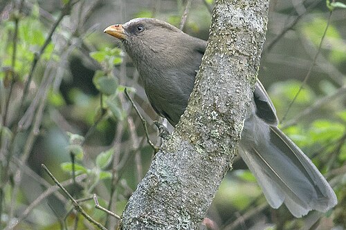 Great Parrotbill reference