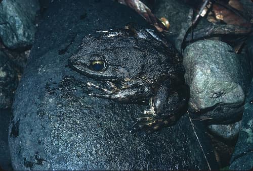 Goliath Frog reference