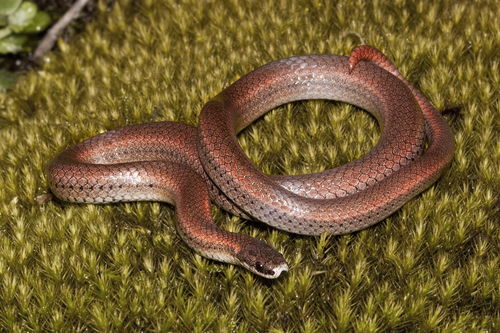 Sharp-tailed Snake reference