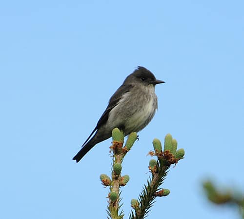 Olive-sided Flycatcher reference