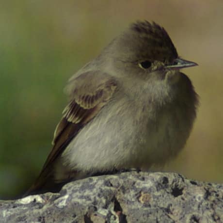Western Wood-Pewee reference