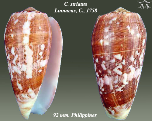 Striated Cone reference