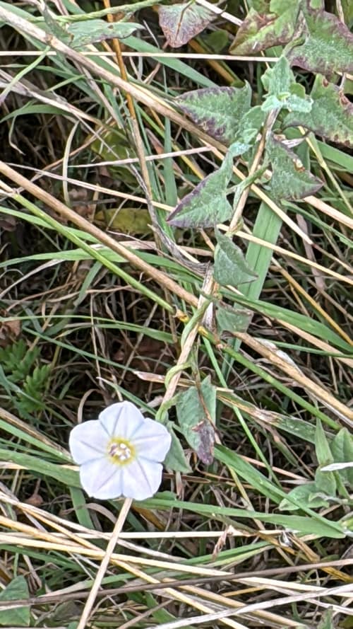 Field Bindweed reference