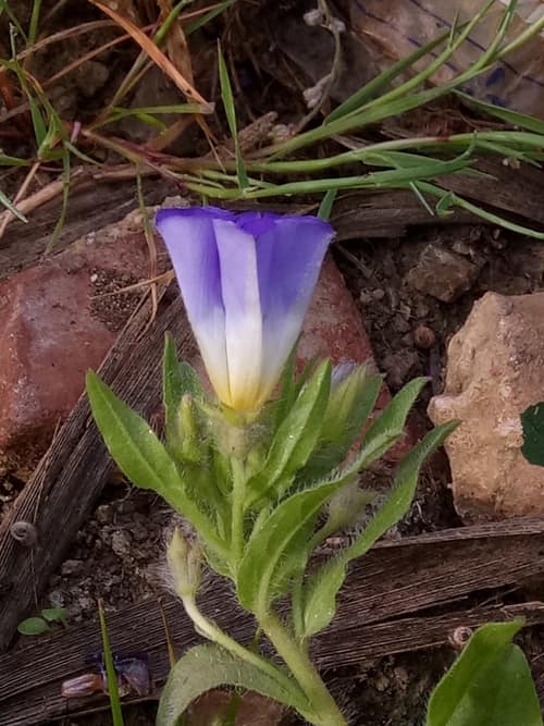 Dwarf Morning Glory reference