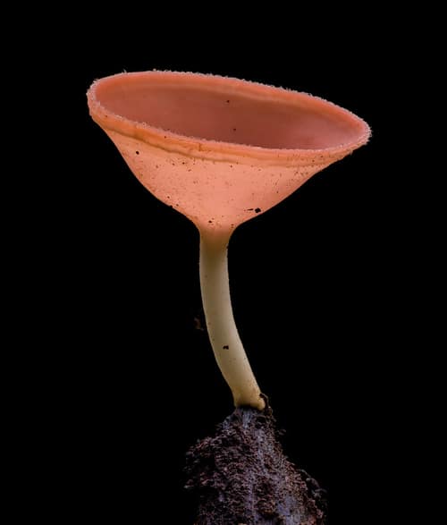 Cookeina Speciosa reference