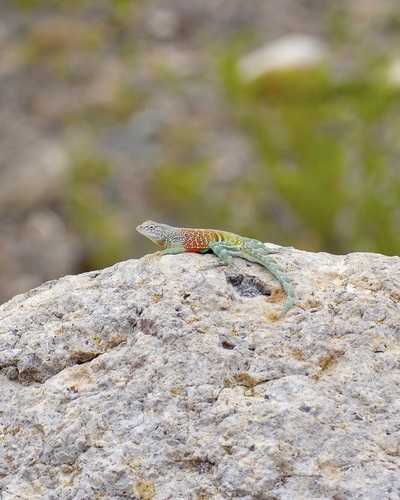 Greater Earless Lizard reference