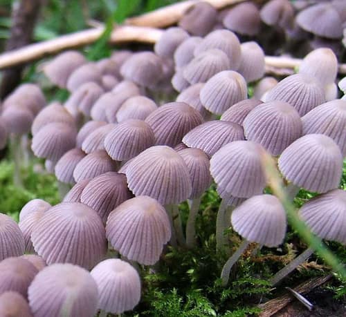 Fairy Inkcap reference