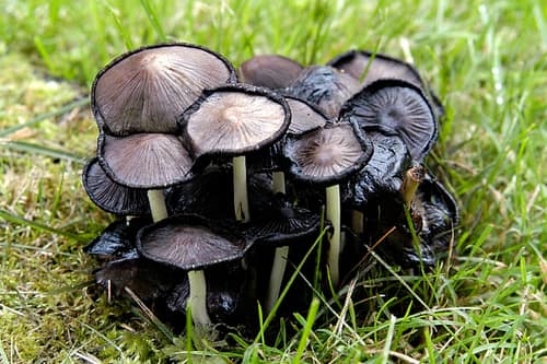Common Inkcap reference