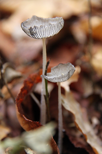 Hare's Foot Inkcap reference