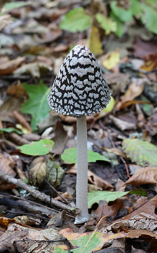 Magpie Fungus reference
