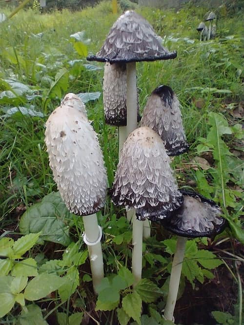 Shaggy Mane reference