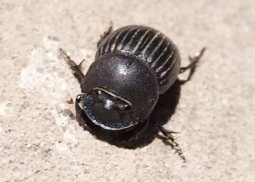 Black Dung Beetle reference