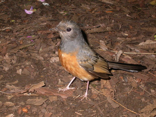 White-rumped Shama reference