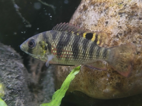 Redbelly Tilapia reference