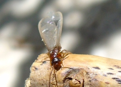 Asian Subterranean Termite reference