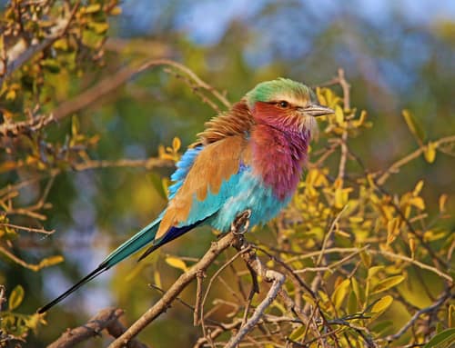 Lilac-breasted Roller reference