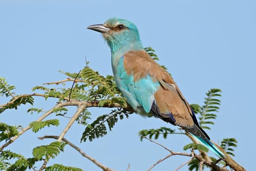 European Roller reference