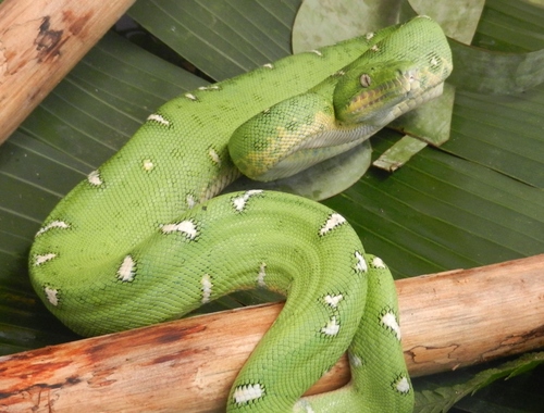 Amazonian Emerald Tree Boa reference