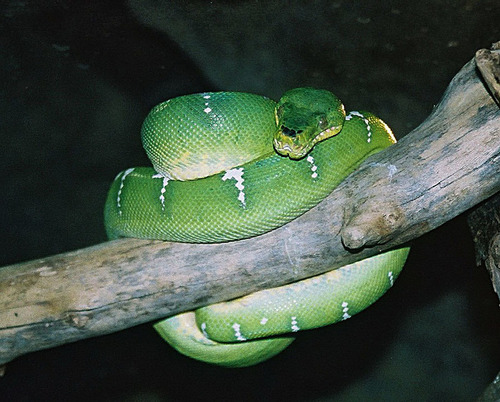 Emerald Tree Boa reference
