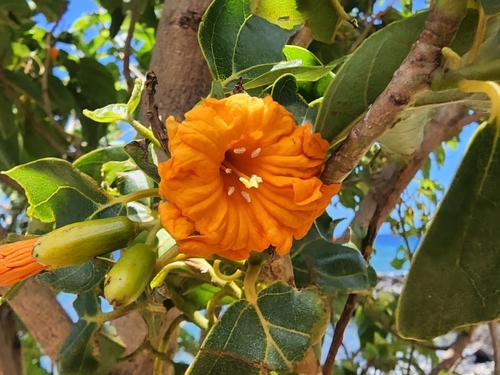 Broadleaf Cordia reference