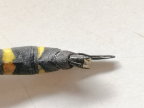 Balkan Golden-ringed Dragonfly reference