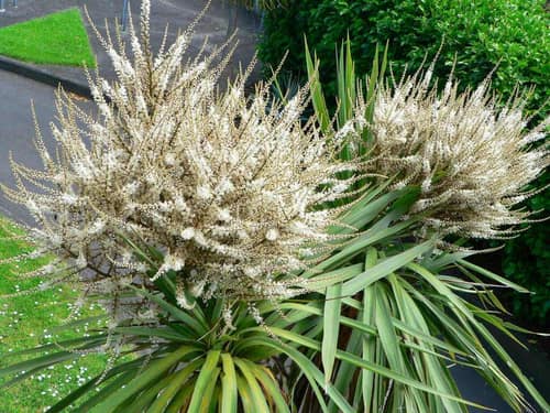 Cabbage Tree reference