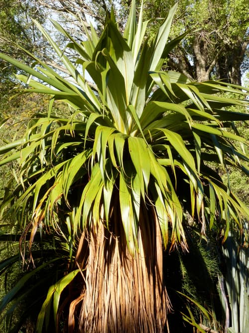 Mountain Cabbage Tree reference