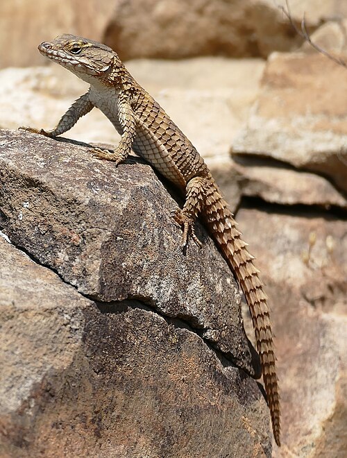 Cape Girdled Lizard reference
