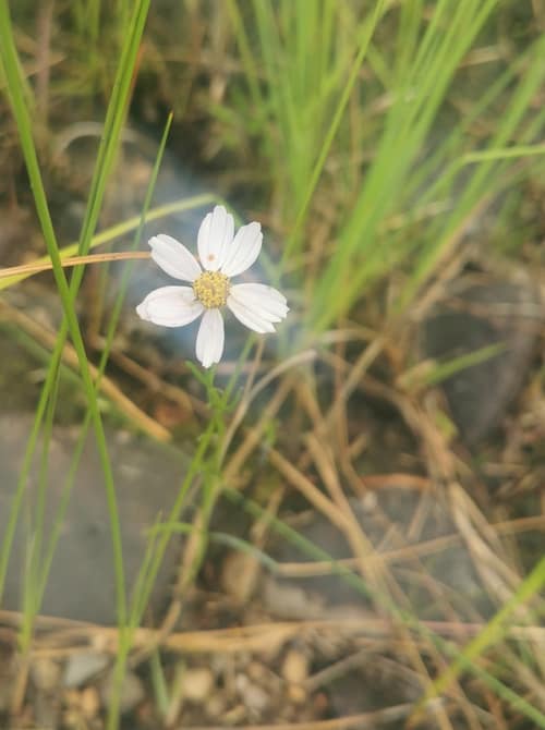 Pink Tickseed reference