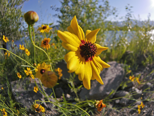 Plains Coreopsis reference