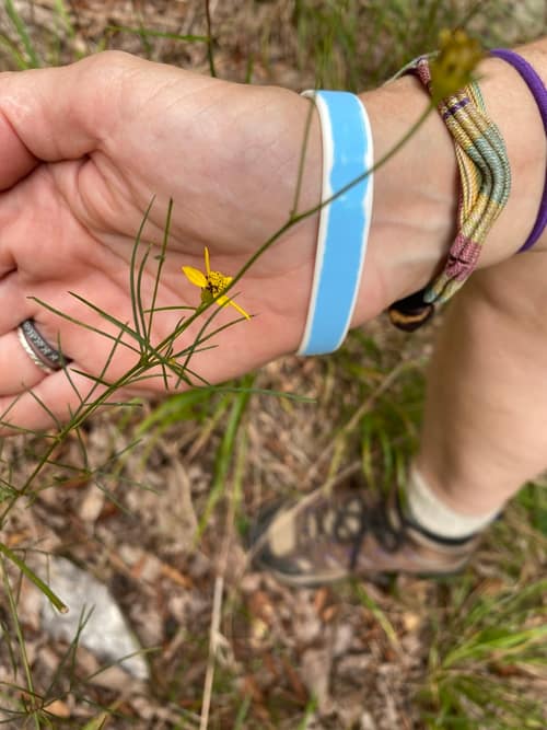 Threadleaf Coreopsis reference