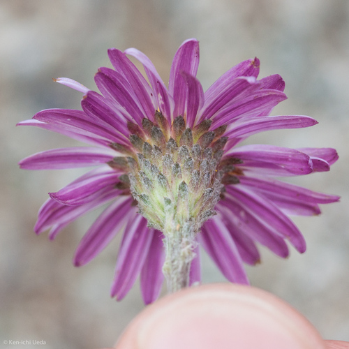 California Aster reference