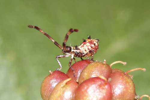 Dock Bug reference